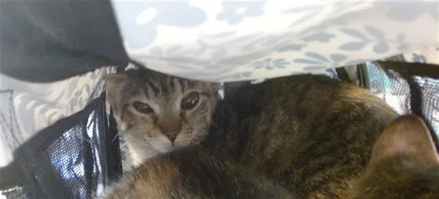 A young medium-sized female Domestic Short Hair cat named Sady for adoption in Oklahoma City, OK