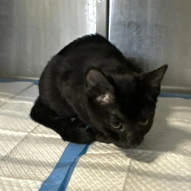 A baby small-sized female Black Domestic Short Hair cat named Guerro for adoption in Greensboro, NC