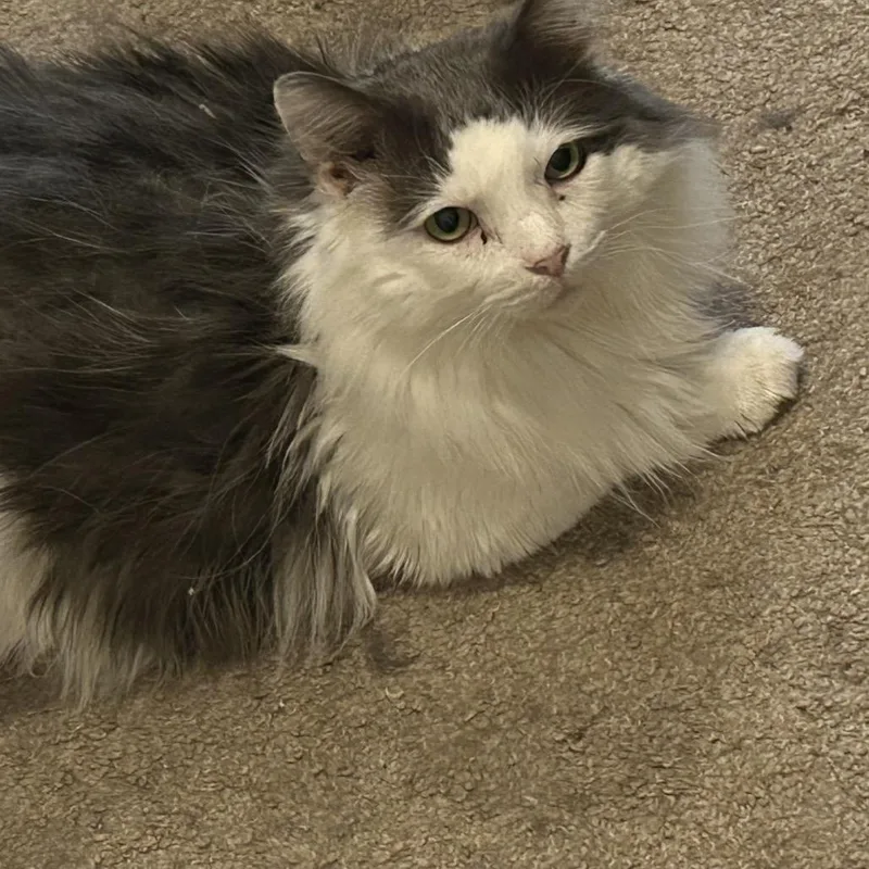 A senior extra large-sized male Domestic Long Hair cat named Arizona for adoption in Cumming, GA