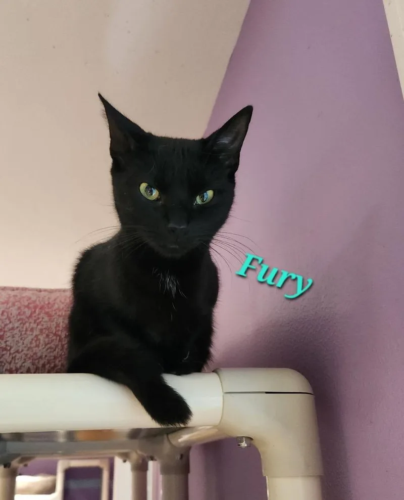 A young small-sized female Domestic Short Hair cat named Fury for adoption in Cambridge, MD