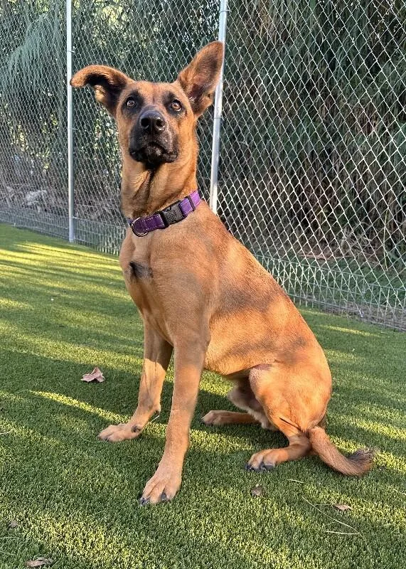 An adult medium-sized male German Shepherd Dog dog named Rammy for adoption in Houston, TX