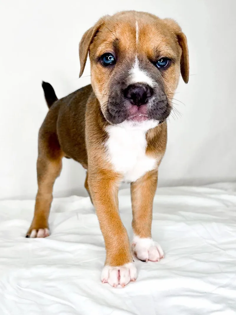 A baby medium-sized male Red / Chestnut / Orange Pit Bull Terrier dog named Mulberry for adoption in Bixby, OK