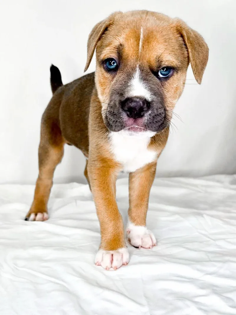 Mulberry thumbnail 2