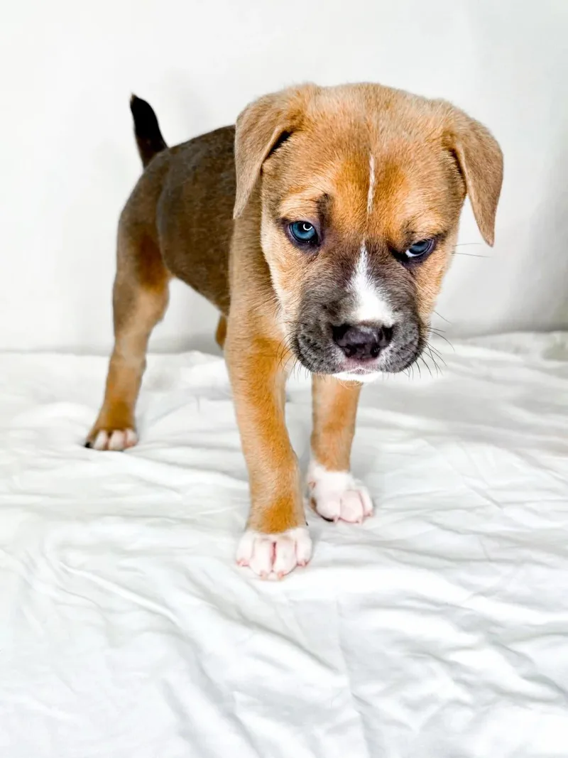 Mulberry thumbnail 3