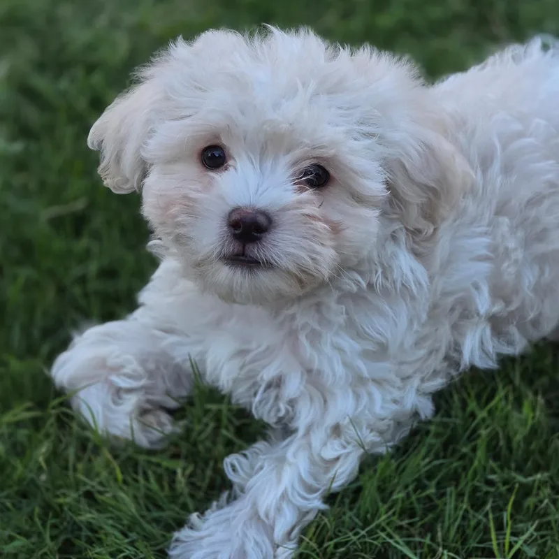 A baby small-sized male Maltese dog named Pizza Pup  Meatball for adoption in San Diego, CA