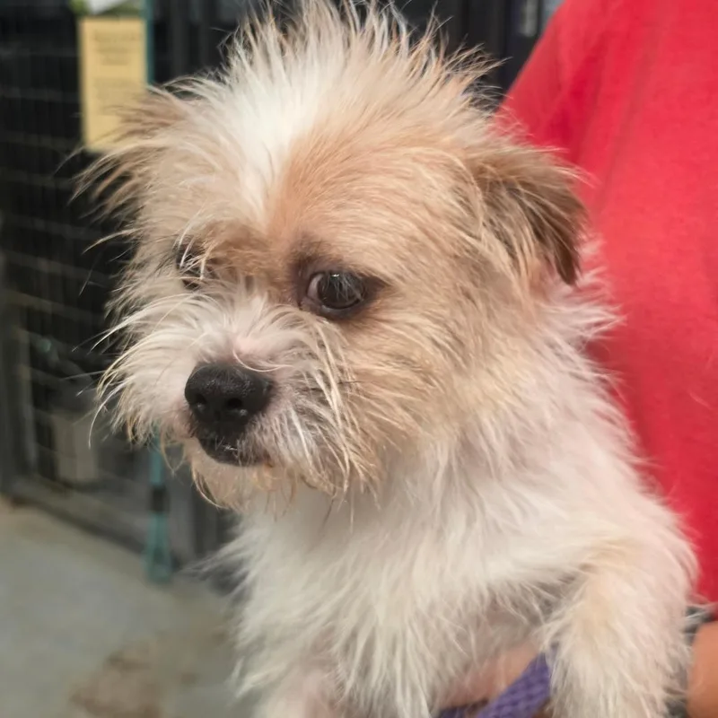 An adult small-sized male White / Cream Mixed Breed dog named Gobo for adoption in Leander, TX