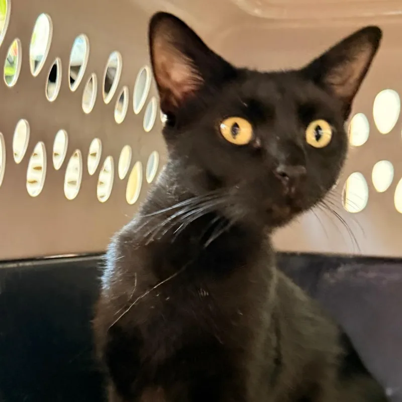 A young medium-sized female Black Domestic Short Hair cat named Suki for adoption in Evansville, IN