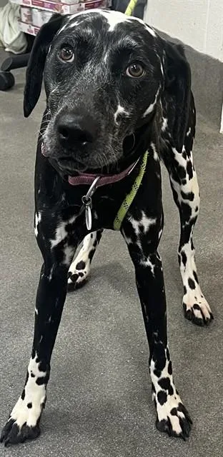 A young medium-sized female Dalmatian dog named Daisy for adoption in Upper Marlboro, MD