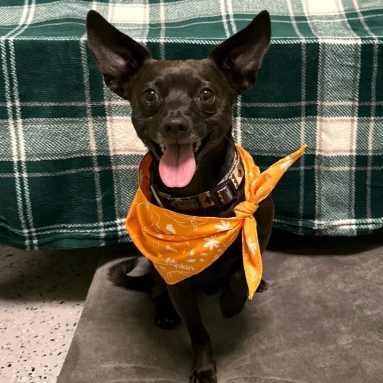 An adult medium-sized male Chihuahua dog named Luno for adoption in Logan, UT
