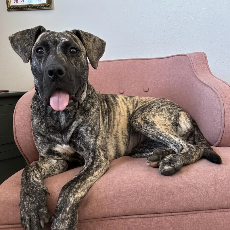 A young medium-sized female Yellow / Tan / Blond / Fawn Cane Corso dog named Puppy for adoption in Tacoma, WA