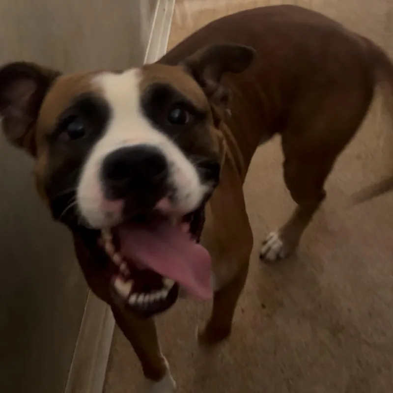 A young large-sized male Yellow / Tan / Blond / Fawn Mixed Breed dog named Baxter for adoption in Ardmore, OK