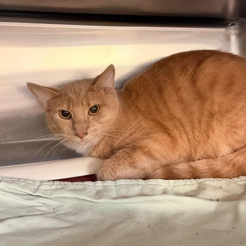 An adult medium-sized male Orange / Red Domestic Short Hair cat named Bento for adoption in Indianapolis, IN