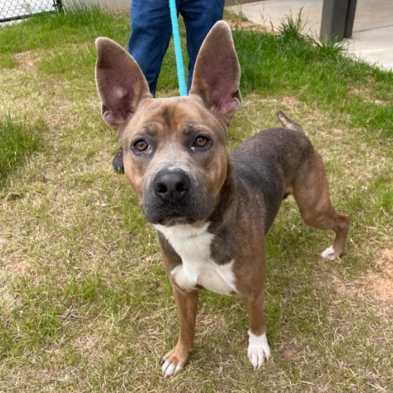 An adult large-sized male Black Pit Bull Terrier dog named Roman for adoption in Greensboro, NC