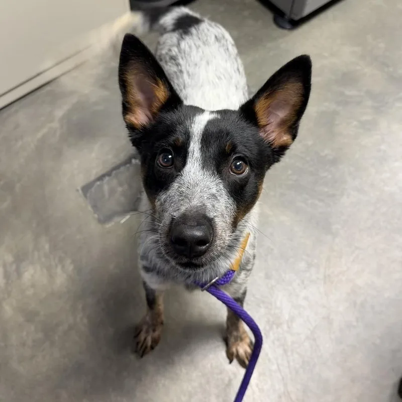 A young medium-sized male Mixed Breed dog named Bravo for adoption in DeKalb, IL