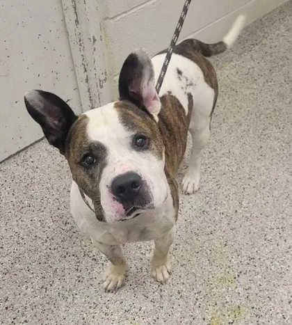 An adult large-sized male Brown / Chocolate Pit Bull Terrier dog named Oska for adoption in Kansas City, MO