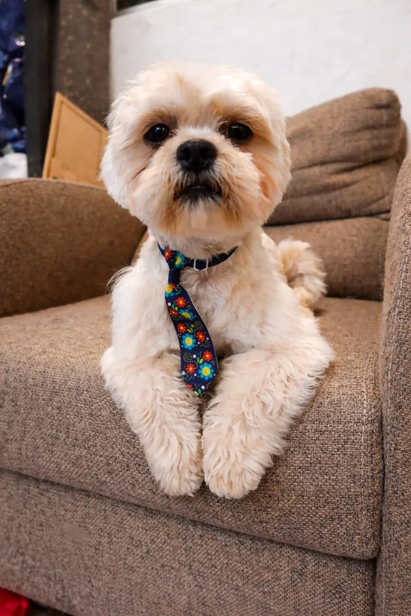 A baby small-sized male White / Cream Shih Tzu dog named Bobby for adoption in Manvel, TX
