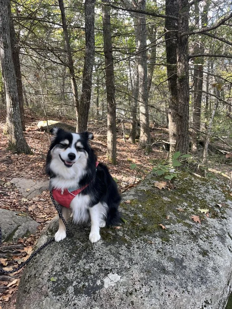 Dixie Ma