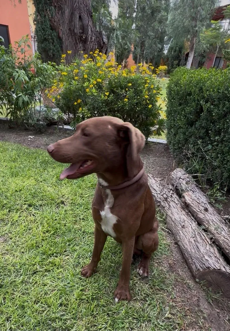 A young medium-sized male Chesapeake Bay Retriever dog named O'Henry for adoption in Austin, TX