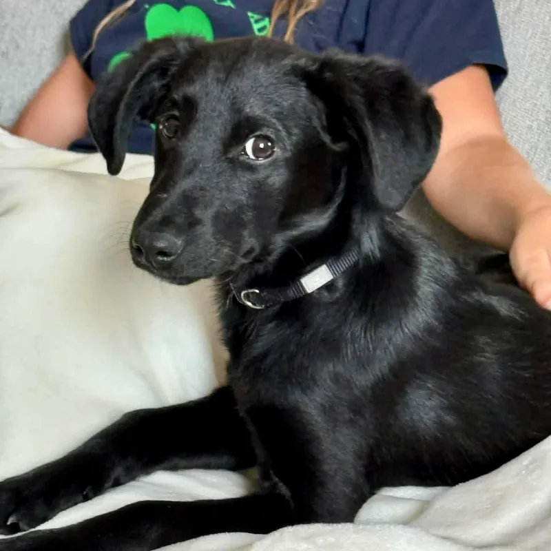 A baby medium-sized male Black Labrador Retriever dog named Crow for adoption in Lewisville, IN
