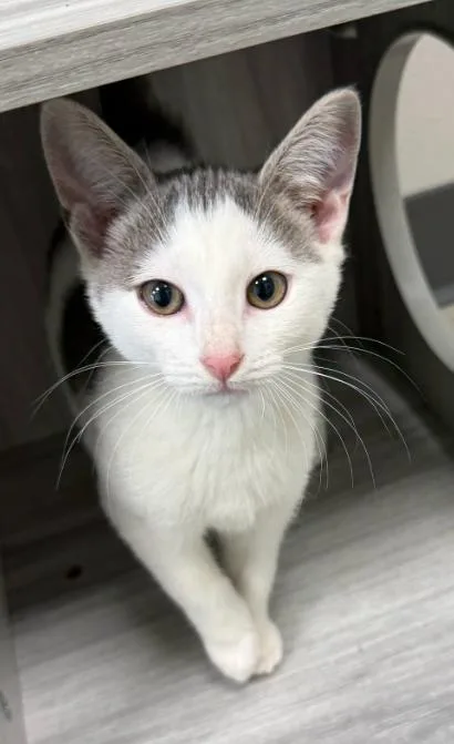 A baby medium-sized male Gray & White Domestic Short Hair cat named Led for adoption in Hornell, NY