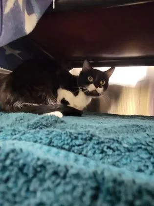 A senior small-sized female Domestic Short Hair cat named Rosie for adoption in Independence, MO