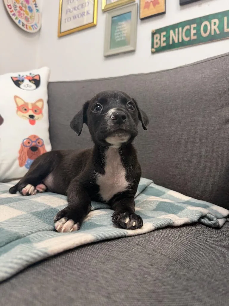 A baby medium-sized male Terrier dog named Morris for adoption in Hartsville, SC