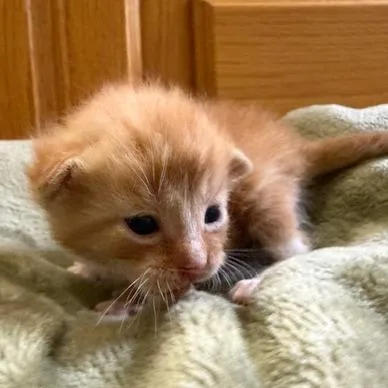 A baby small-sized male Orange / Red Domestic Short Hair cat named Guinness for adoption in Lynchburg, VA