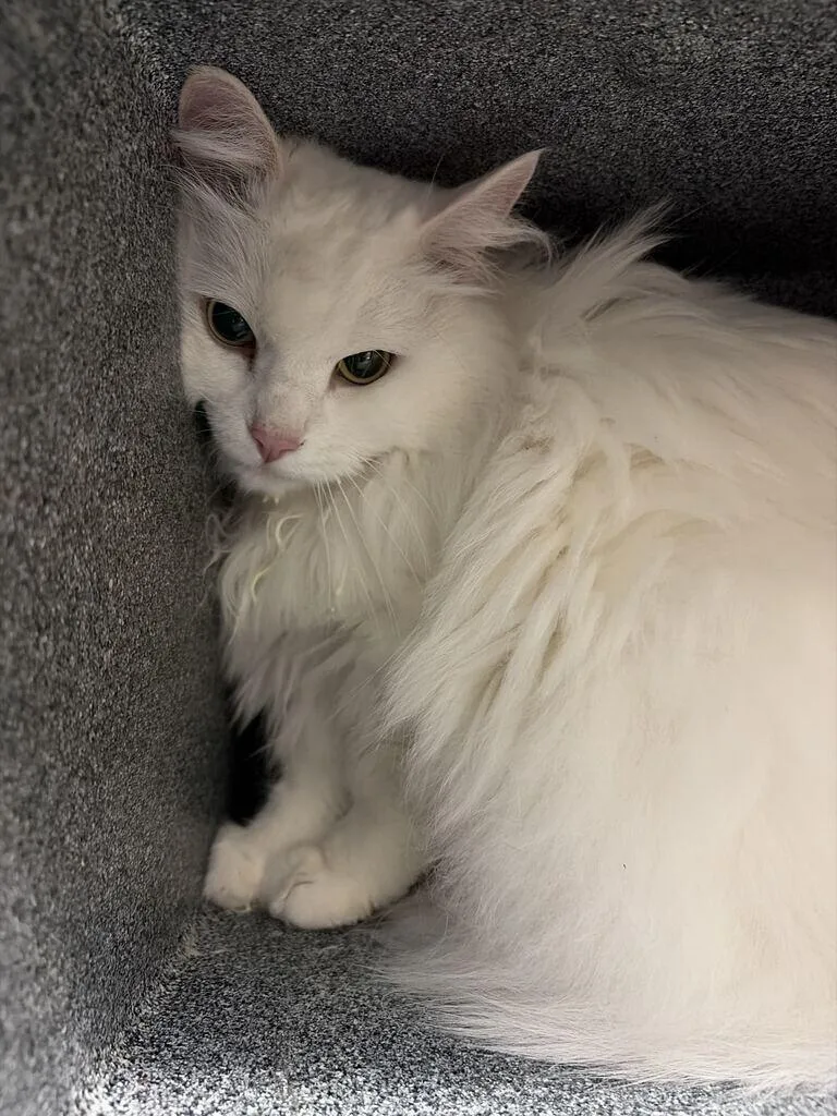 An adult medium-sized female White Domestic Long Hair cat named Cherry for adoption in Fruit Heights, UT