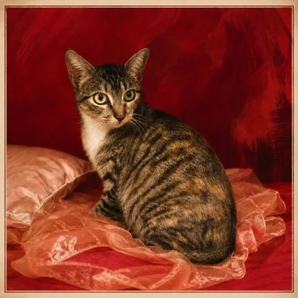 An adult small-sized female Domestic Short Hair cat named Purrgalicious for adoption in Cumming, GA