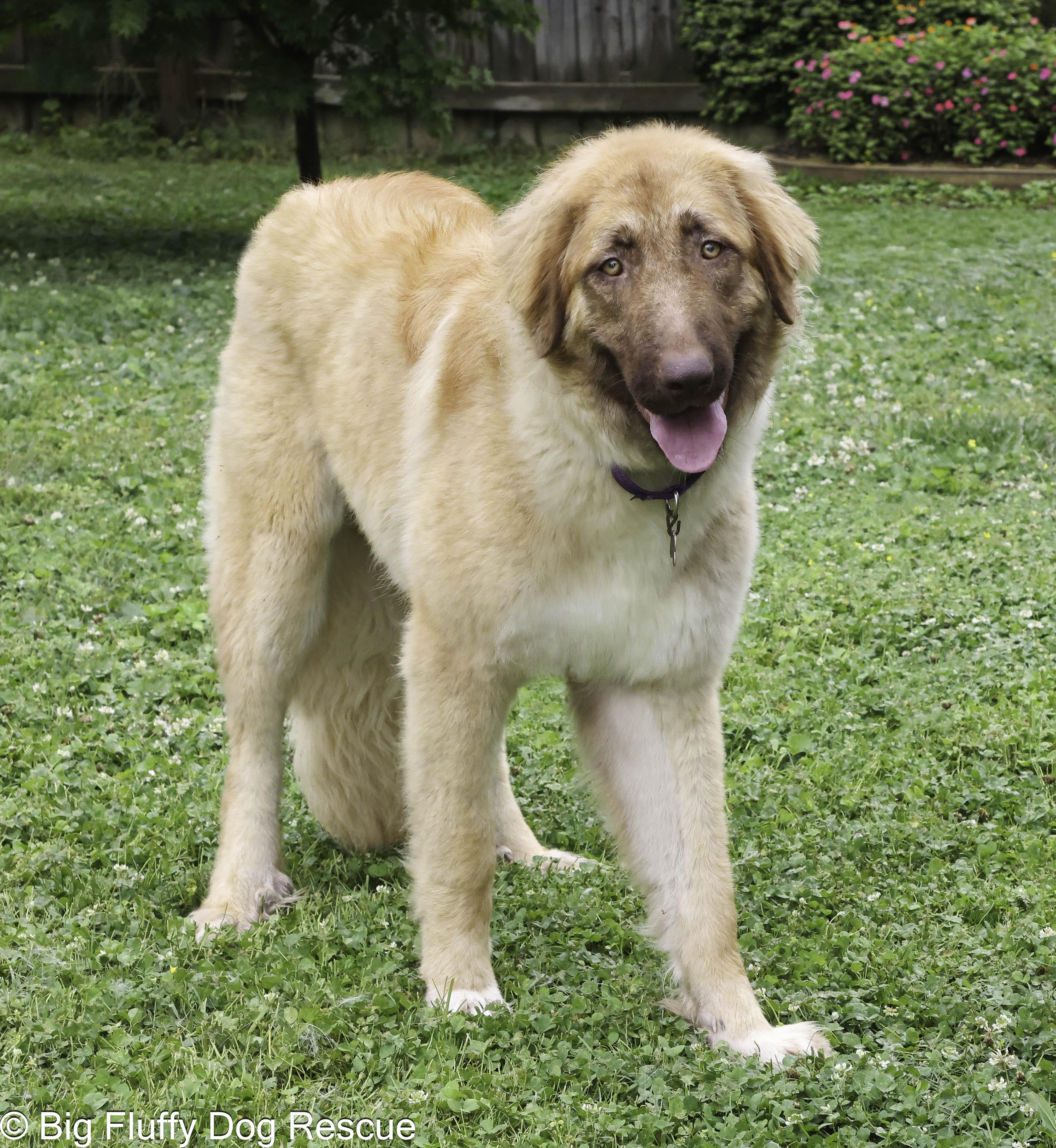 A young large-sized female Red / Chestnut / Orange Anatolian Shepherd dog named Raquel for adoption in Nashville, TN