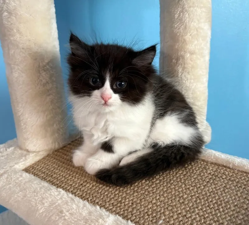 A baby medium-sized female Domestic Short Hair cat named Adelia for adoption in Rockford, IL