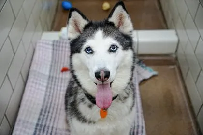 Nala