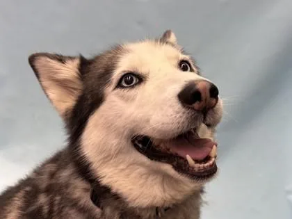 Nala thumbnail 3