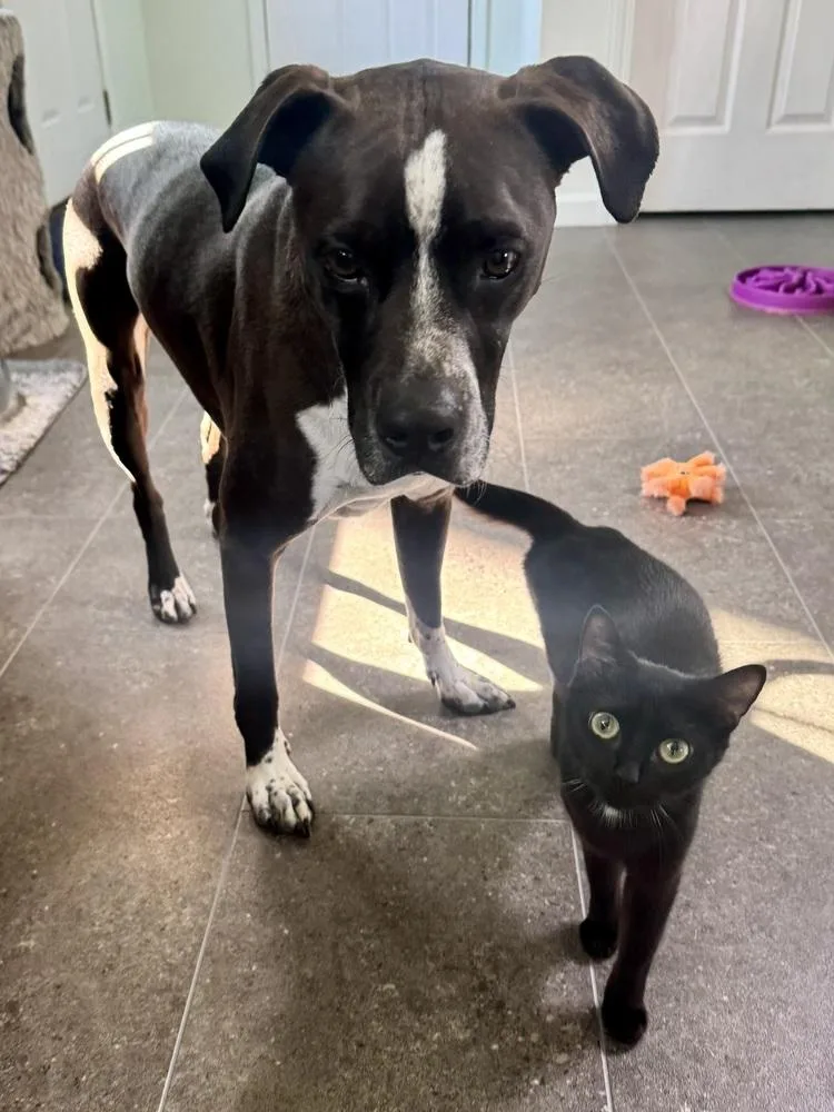 An adult small-sized female Black & White / Tuxedo Domestic Short Hair cat named Garnett for adoption in Evansville, IN