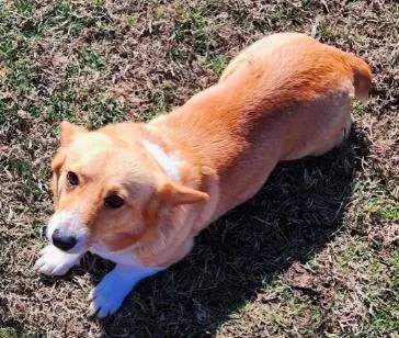An adult medium-sized female Pembroke Welsh Corgi dog named Teddy Corgi for adoption in Arlington, TX