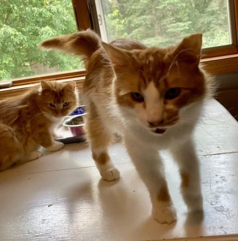 An adult medium-sized female Orange & White Domestic Medium Hair cat named Lil Red for adoption in Blaine, MN