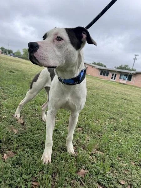 A young medium-sized male Pit Bull Terrier dog named Benicio for adoption in Austin, TX