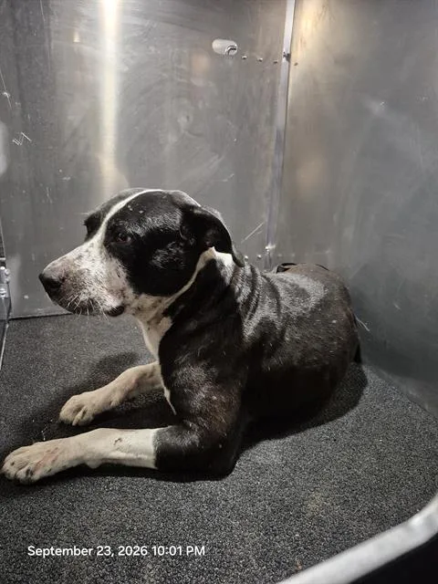 An adult medium-sized male American Staffordshire Terrier dog named A for adoption in San Antonio, TX
