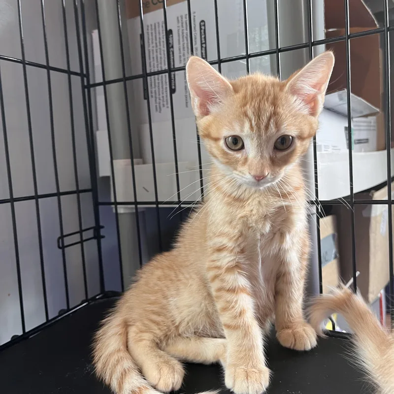A baby small-sized male Tabby (Orange / Red) Domestic Short Hair cat named Klondike for adoption in Salisbury, MA