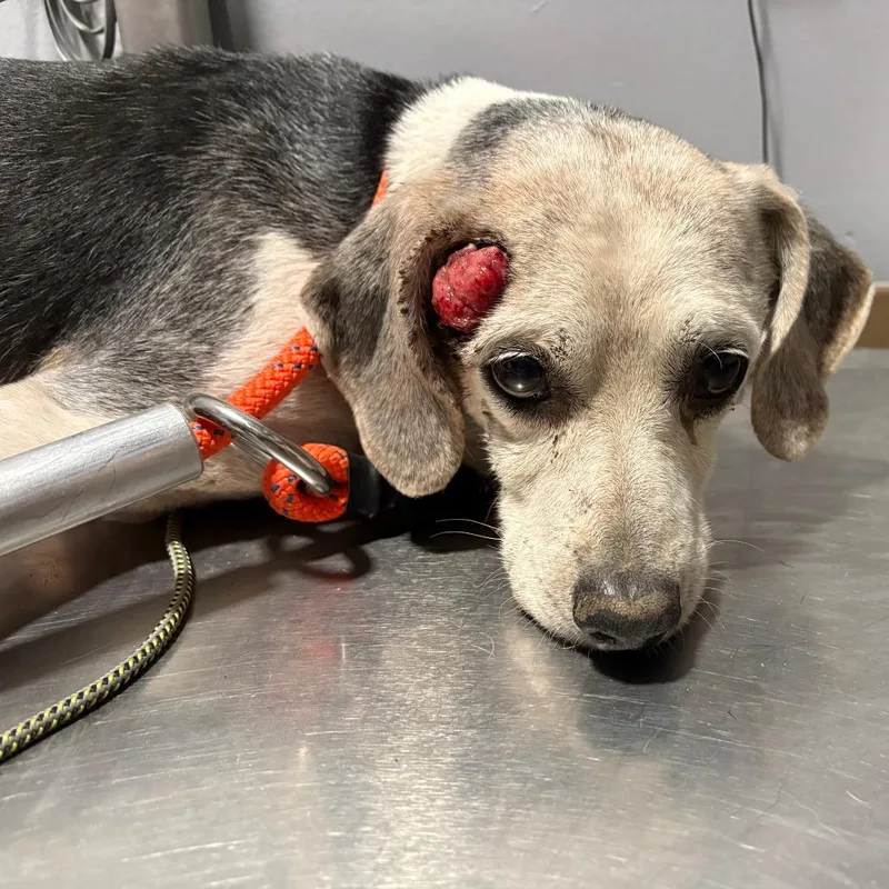 A senior medium-sized male Black Beagle dog named Walter for adoption in Cabot, AR