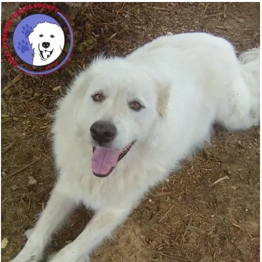 An adult large-sized female White / Cream Great Pyrenees dog named Sugar for adoption in Spring, TX
