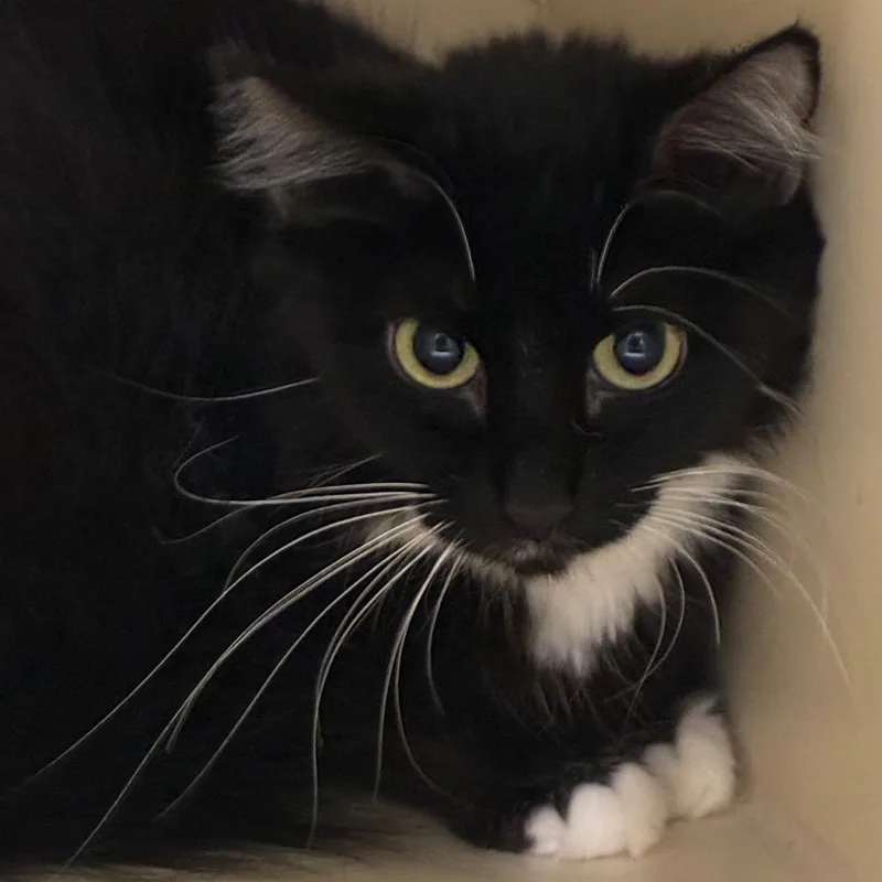 An adult small-sized female Black Domestic Medium Hair cat named Emerald for adoption in Yuma, AZ
