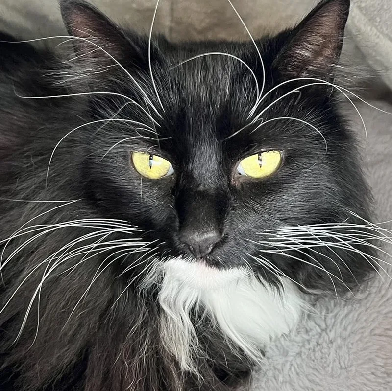 A senior large-sized female Domestic Long Hair cat named Precious for adoption in St Leonard, MD
