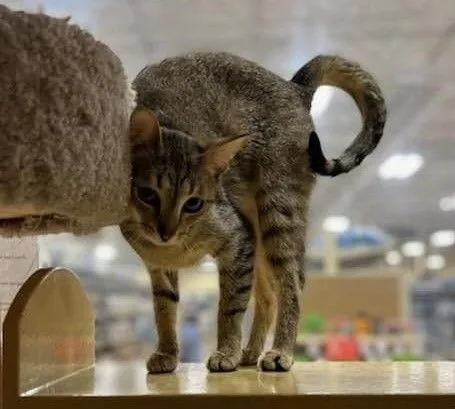 A young medium-sized female Tabby (Tiger Striped) Abyssinian cat named Marie for adoption in HEMET, CA
