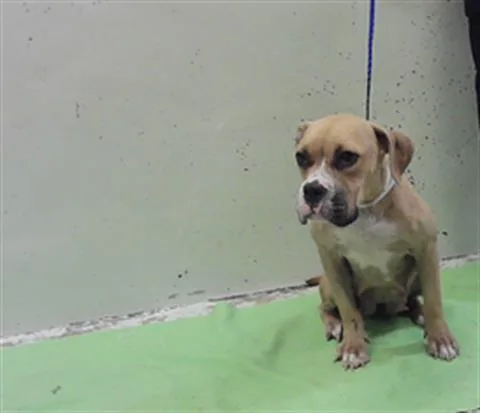 An adult medium-sized female Staffordshire Bull Terrier dog named Bonbon for adoption in Houston, TX