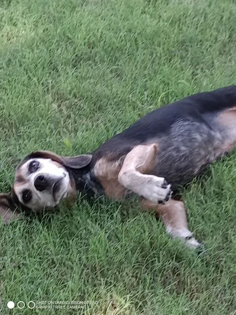 An adult medium-sized male Beagle dog named Yeti and Beau for adoption in Lavon, TX