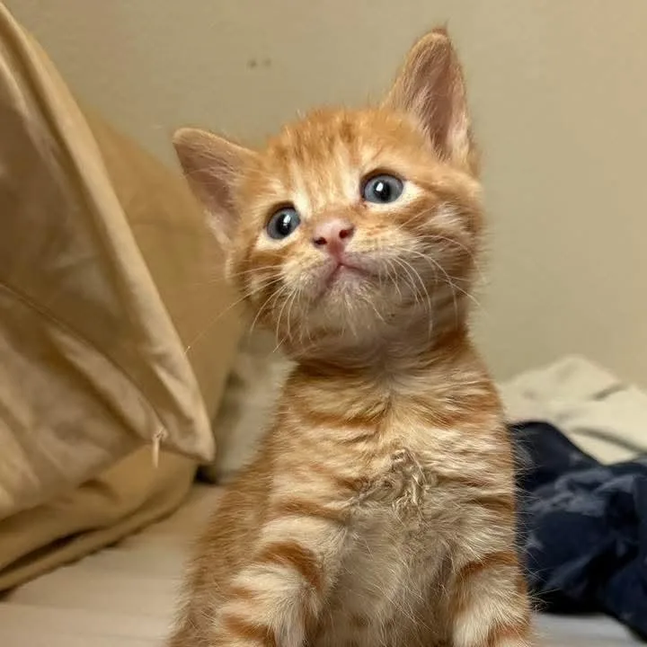 A baby small-sized male Orange / Red Domestic Short Hair cat named Theo for adoption in San Antonio, TX