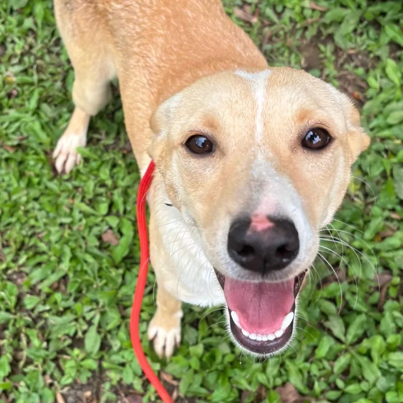 A young small-sized female White / Cream Labrador Retriever dog named Rory for adoption in San Juan, PR