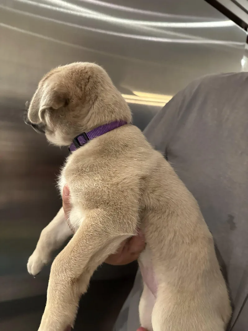 Grape Ape thumbnail 2