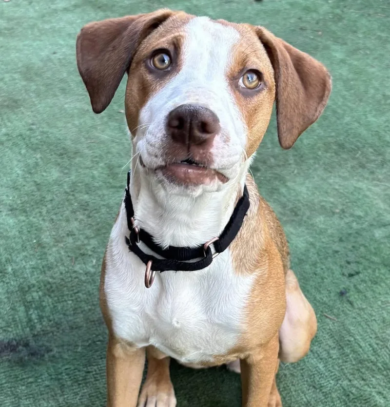 A baby medium-sized female White / Cream Hound dog named Jem for adoption in Orland Park, IL